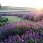 lavender, flowers, field-6398415.jpg